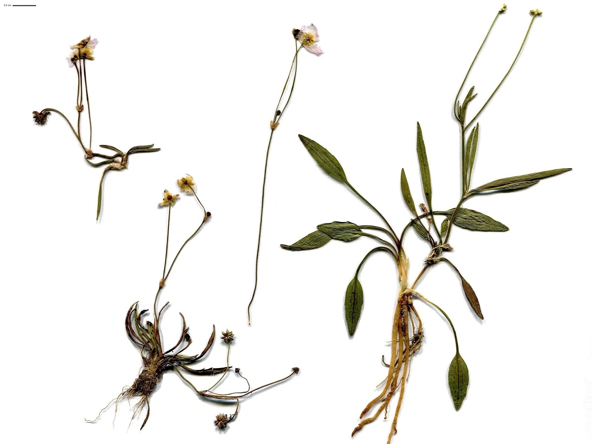 Baldellia repens subsp. cavanillesii (Alismataceae)